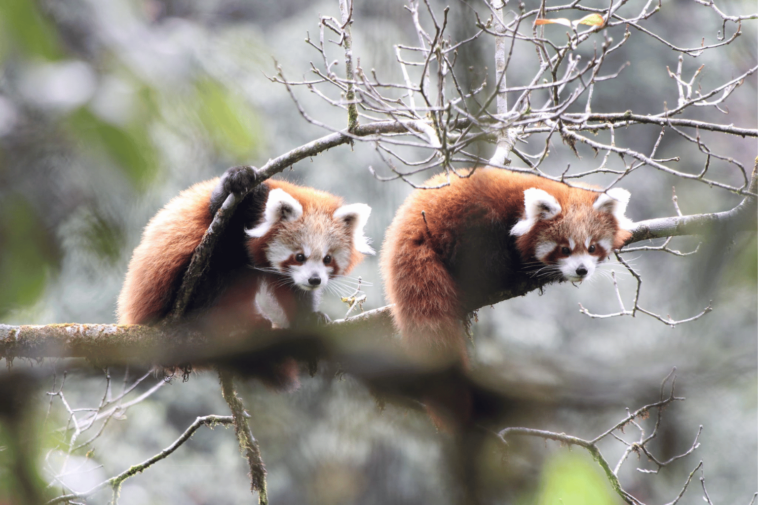 Conservation Science Series: Because Science Matters in Red Panda