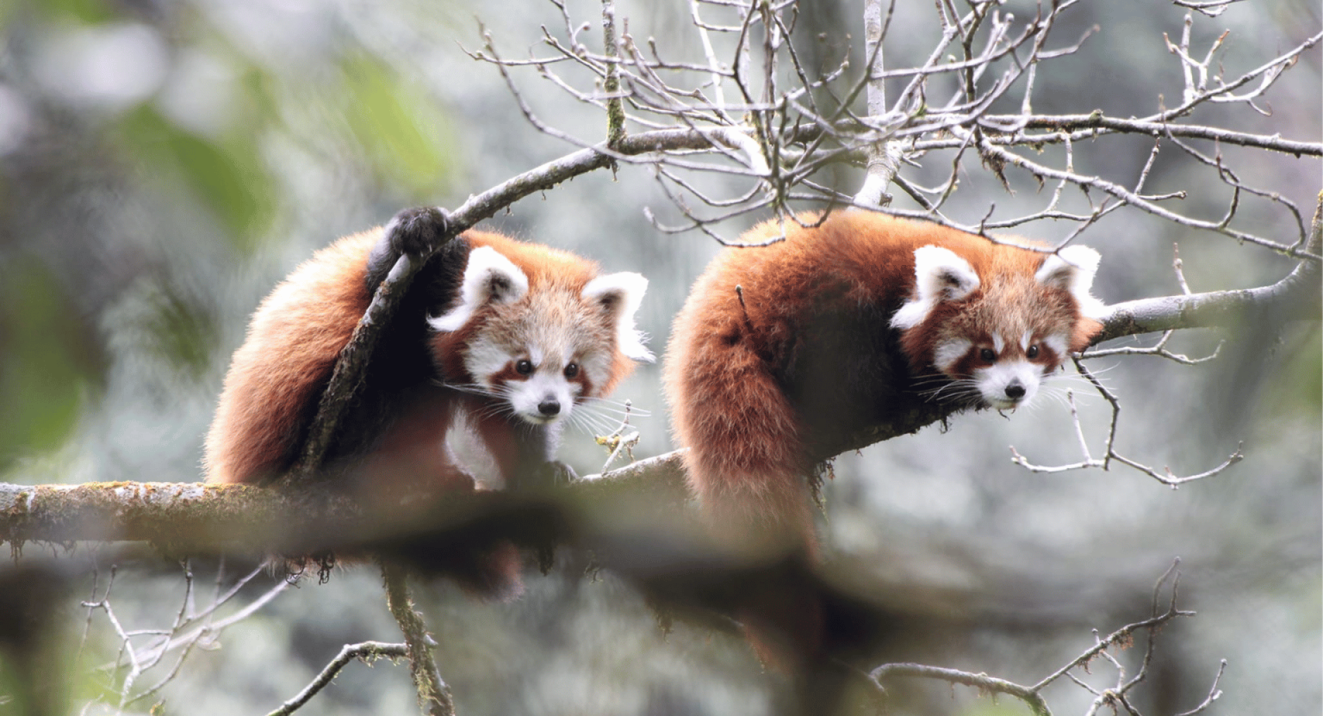 Conservation Science Series: Because Science Matters in Red Panda Conservation!
