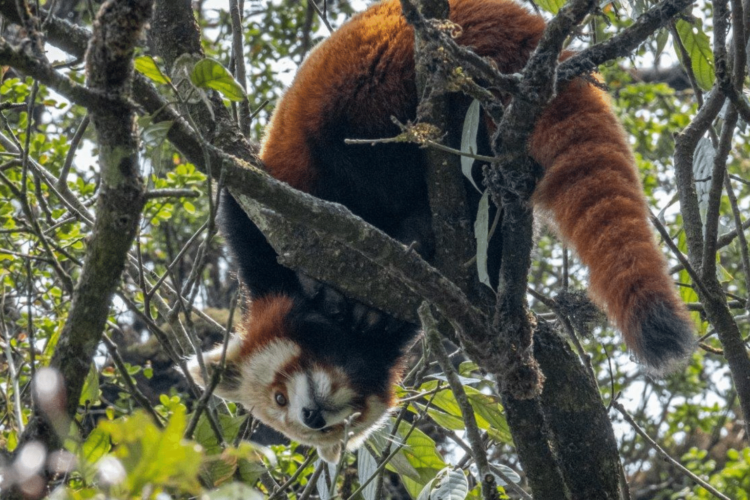 Guardians of the Red Panda: Restoring Jaubari