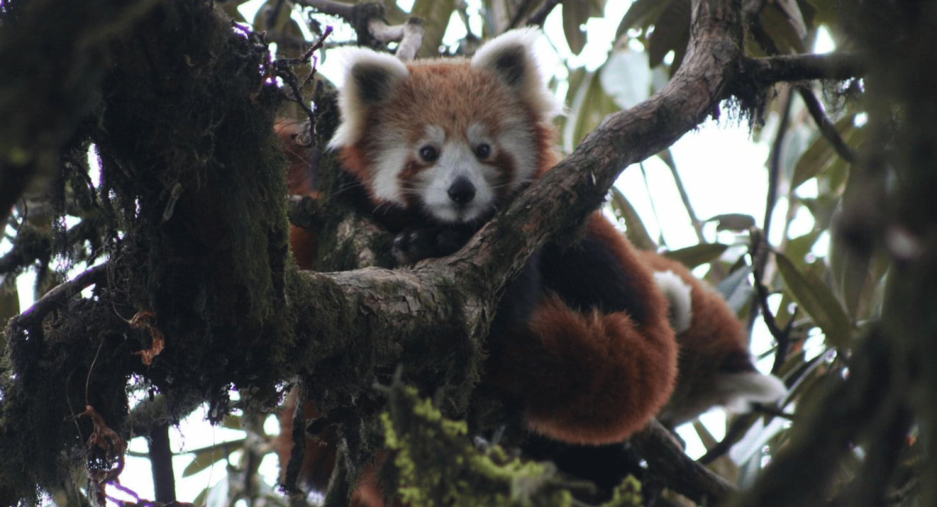 The Himalayan Habre Center: A Better Future for People and Red Pandas
