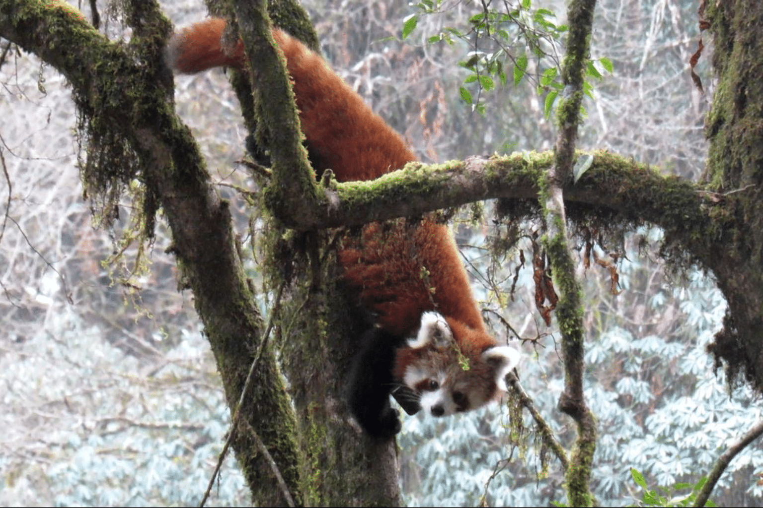 On the Frontlines of Red Panda Conservation and Gender Equality