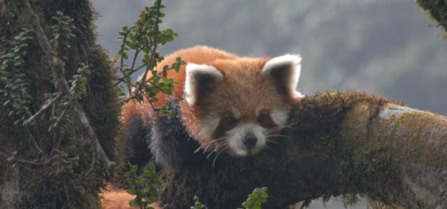 The Road to Deurali: Building a Future for People and Red Pandas