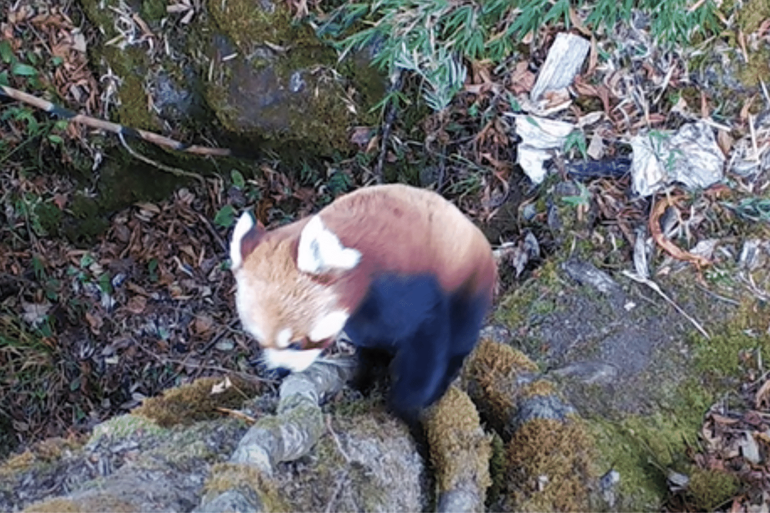 Guardians of the Red Panda: Pema Pradhan | Red Panda Network