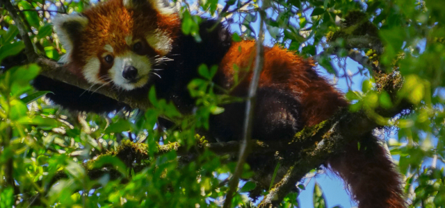 Amidst a Global Pandemic, RPN Campaigns Against Red Panda Poaching