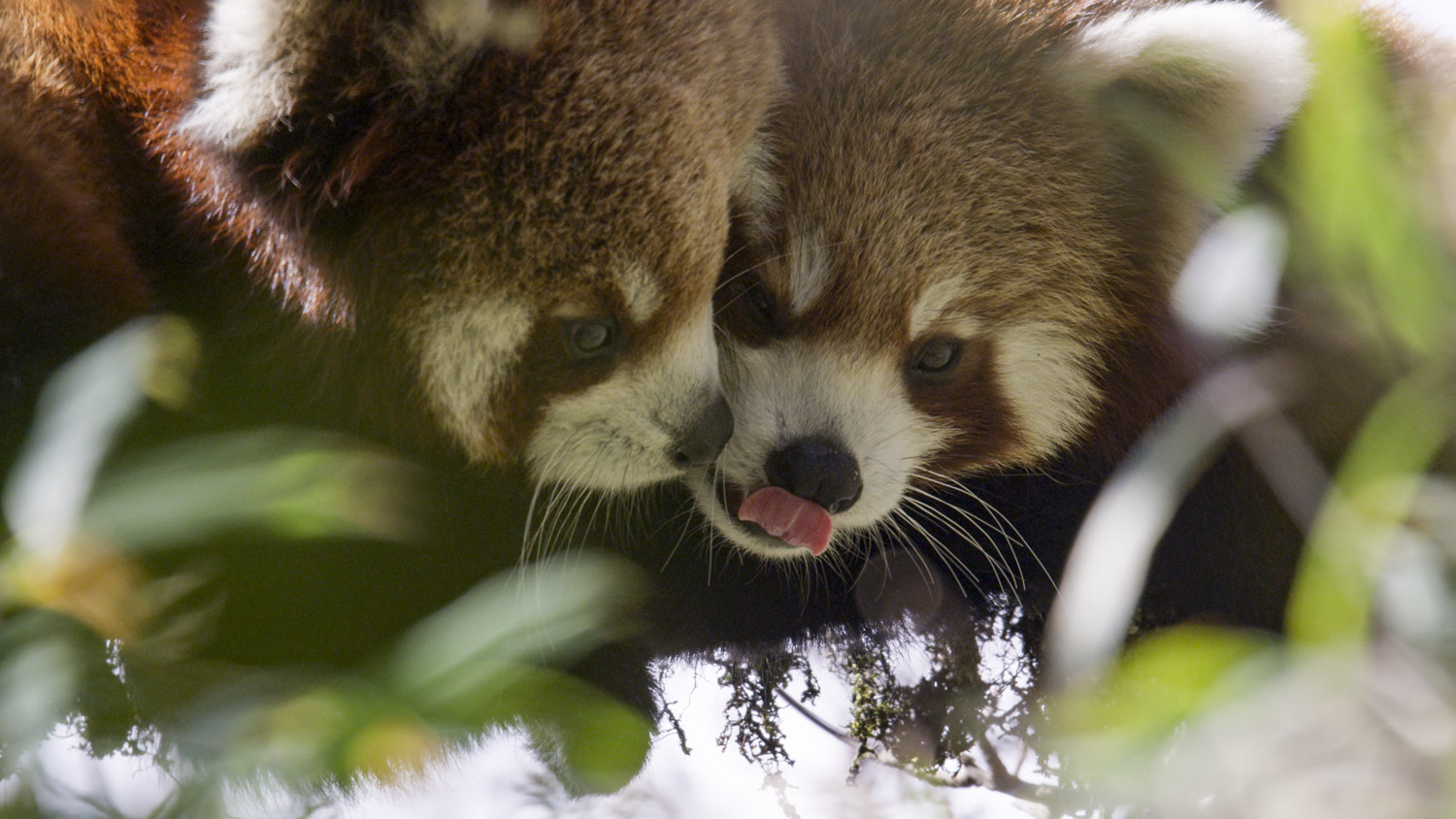 Assessment of the Impacts of Livestock Grazing on Endangered Red Panda