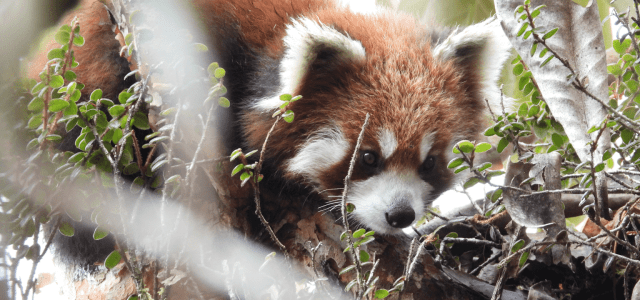 Wildfire Threatens Wild Red Pandas in Nepal