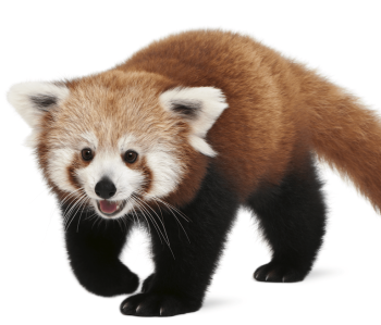 red-panda-steemit-red-panda-png-hd-3356_2200-min.png