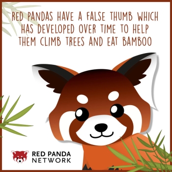 rpn-red-panda-fun-facts-false-thumb-graphic.jpeg