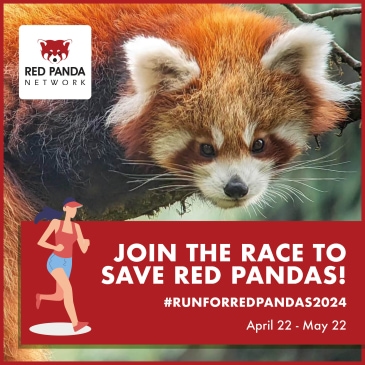 Run_for_Red_Panda_2024_banner_2.jpg