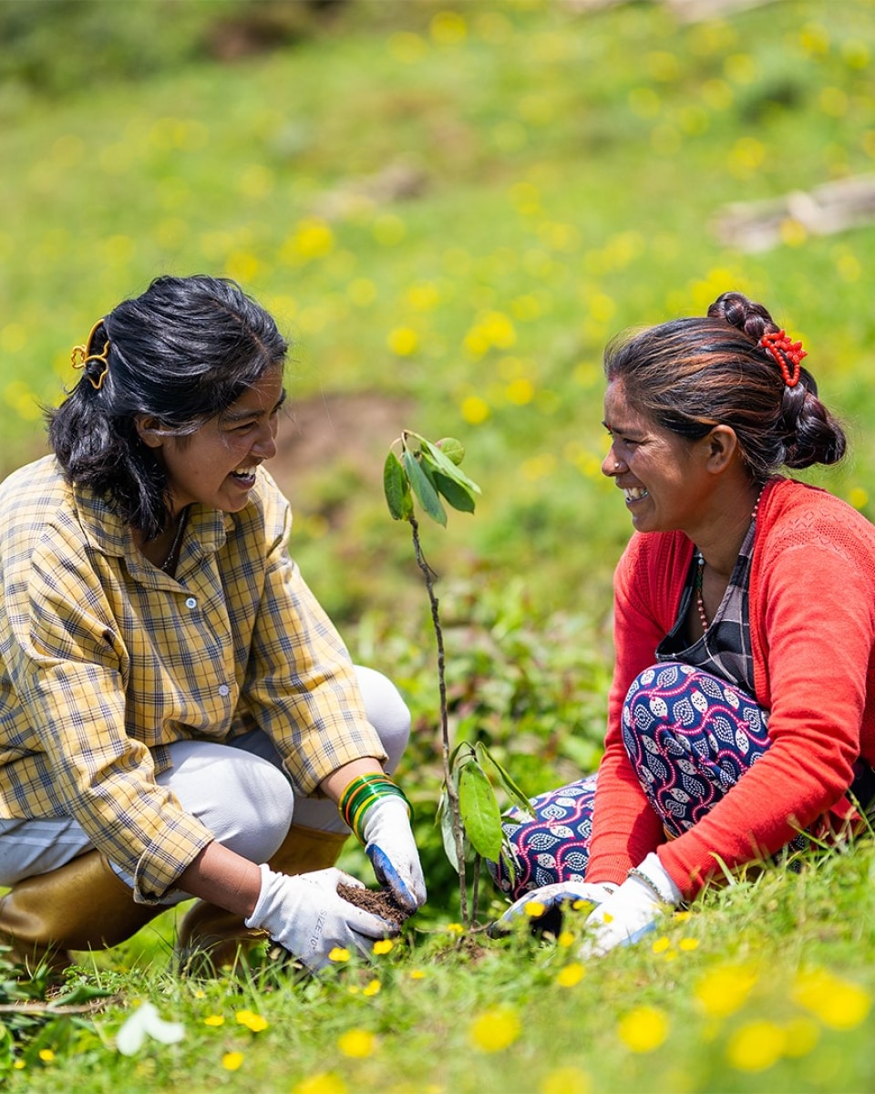 Reforestation