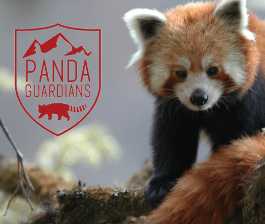 Red Panda Guardian Poster