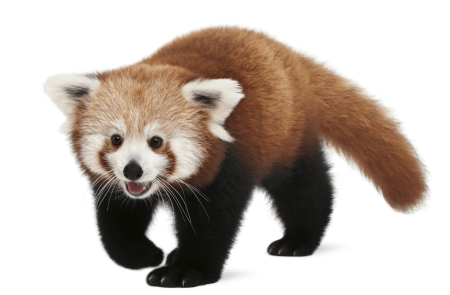 red-panda-steemit-red-panda-png-hd-3356_2200-min.png