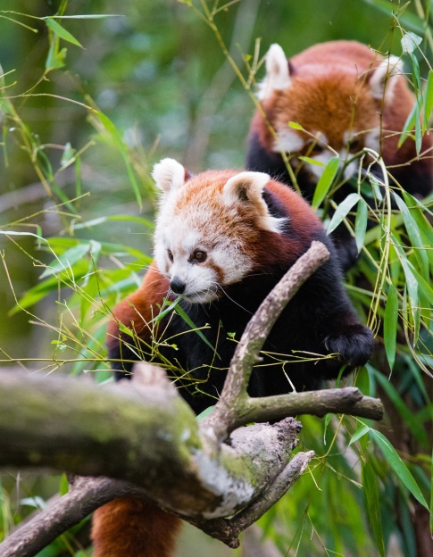 red-panda-sitting-2.jpeg