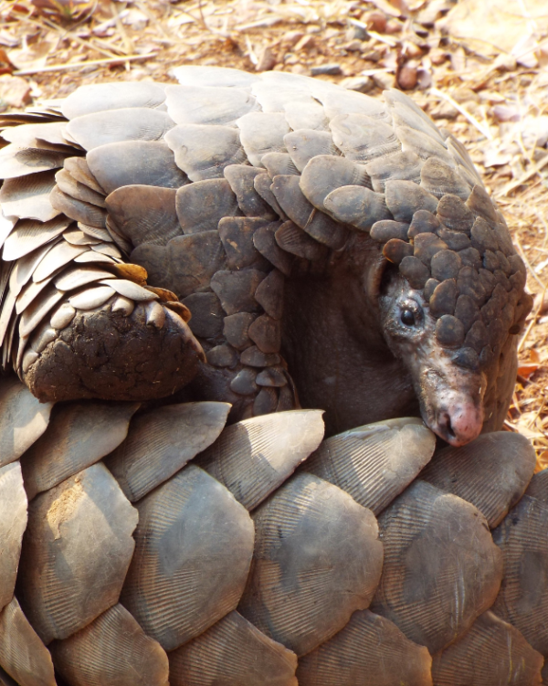 Pandas and Pangolins