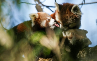 Axel-Gebauer_Red-Panda-Cubs_with_their_mother_spotted_in_Dobate_Ilam_20151.jpeg