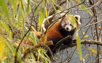 Red-panda-3.jpeg