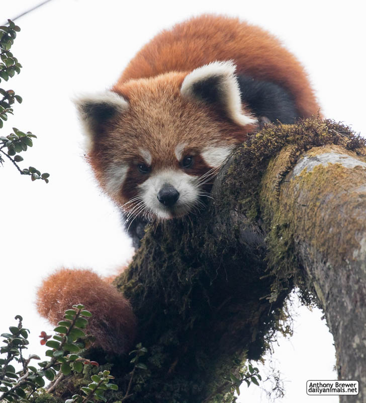 Red panda in Eastern Nepal