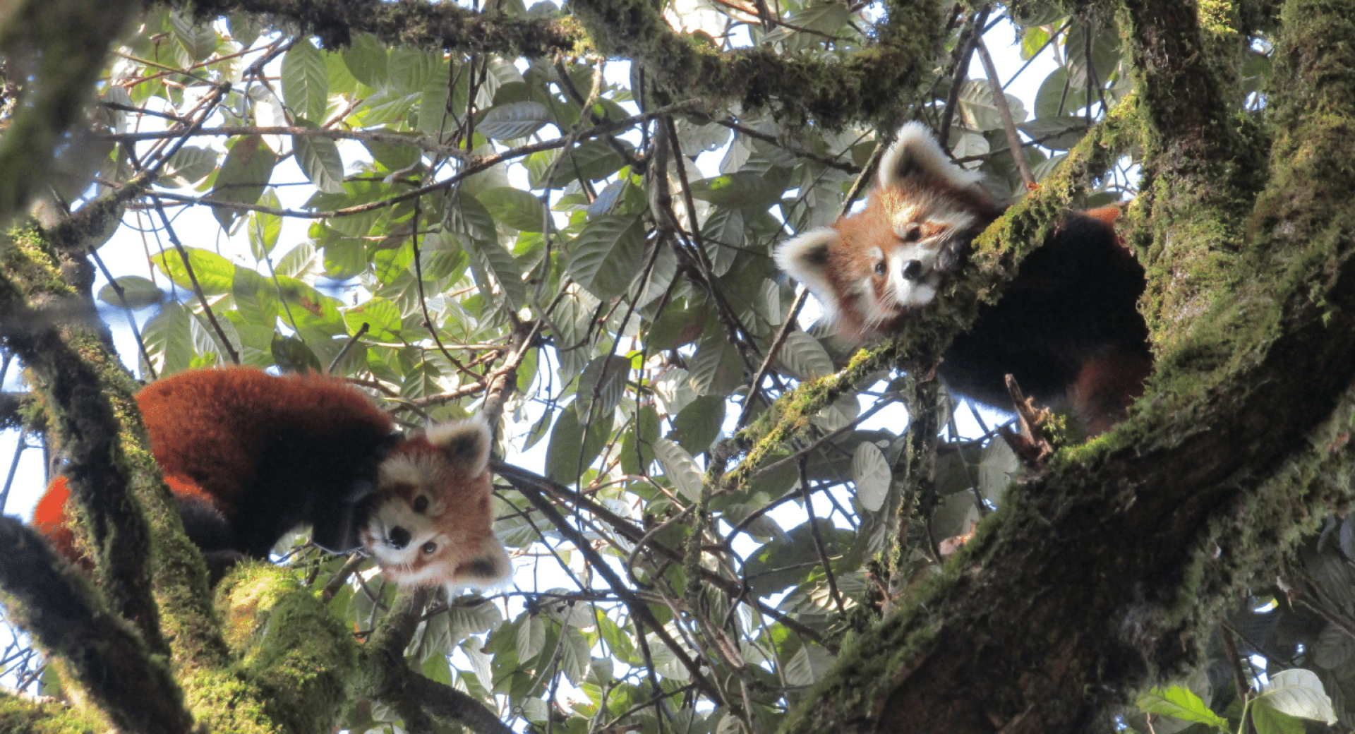15 Fantastic Facts About Red Pandas