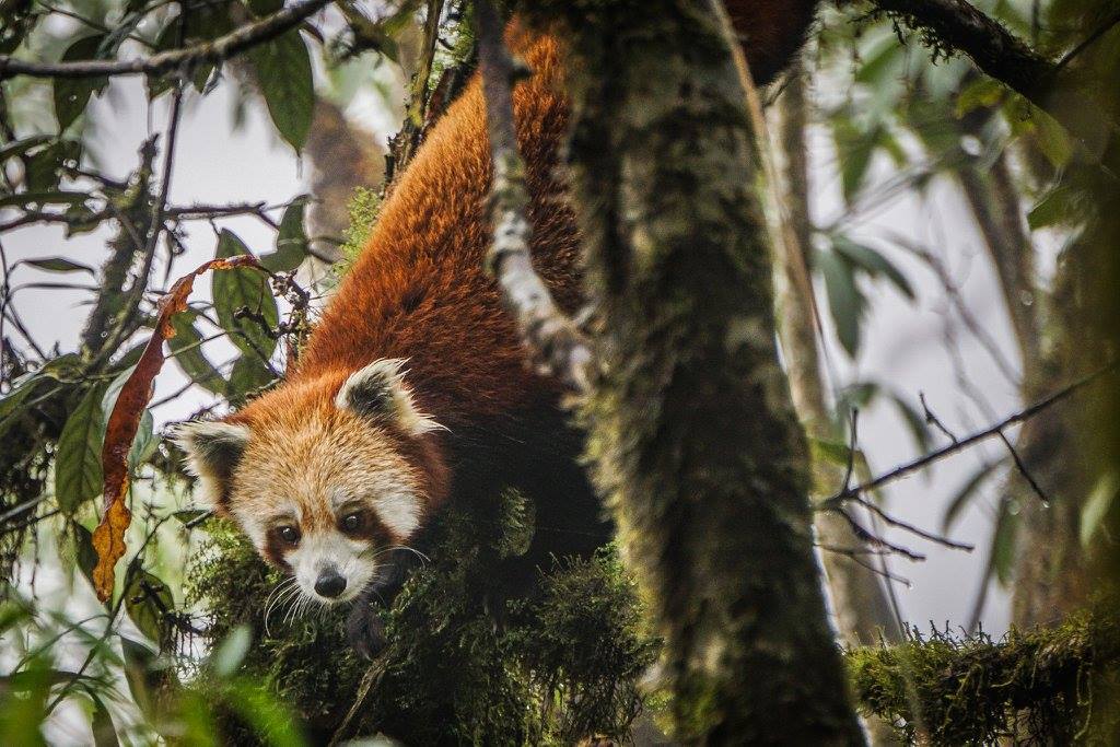 Wild red panda