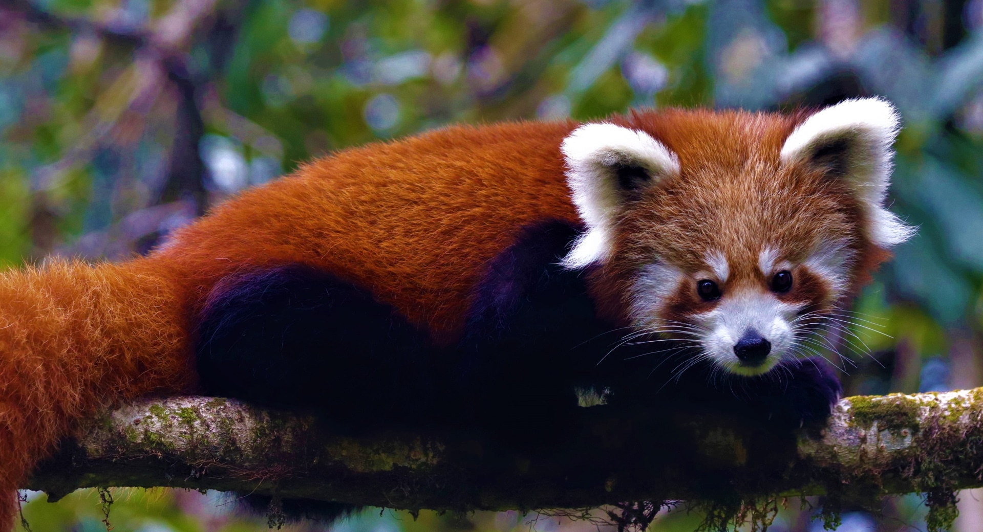 The Red Panda Rescuers