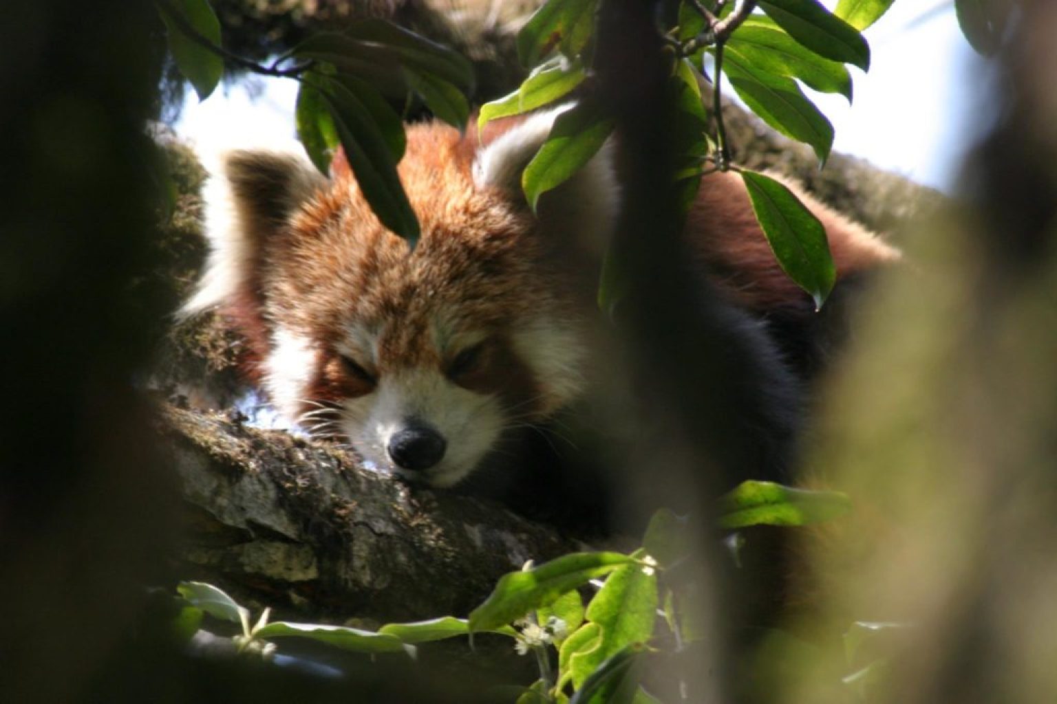 Red Panda in tree