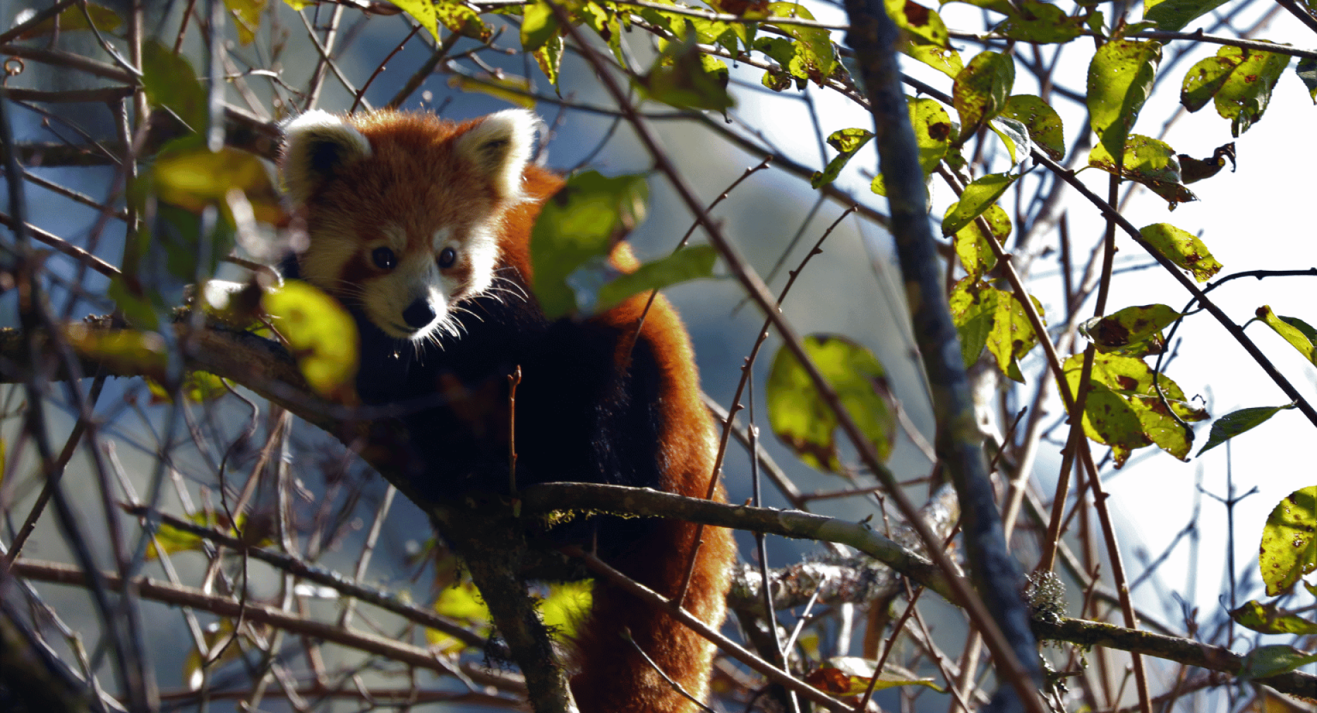24 Red Panda Facts for the New Year
