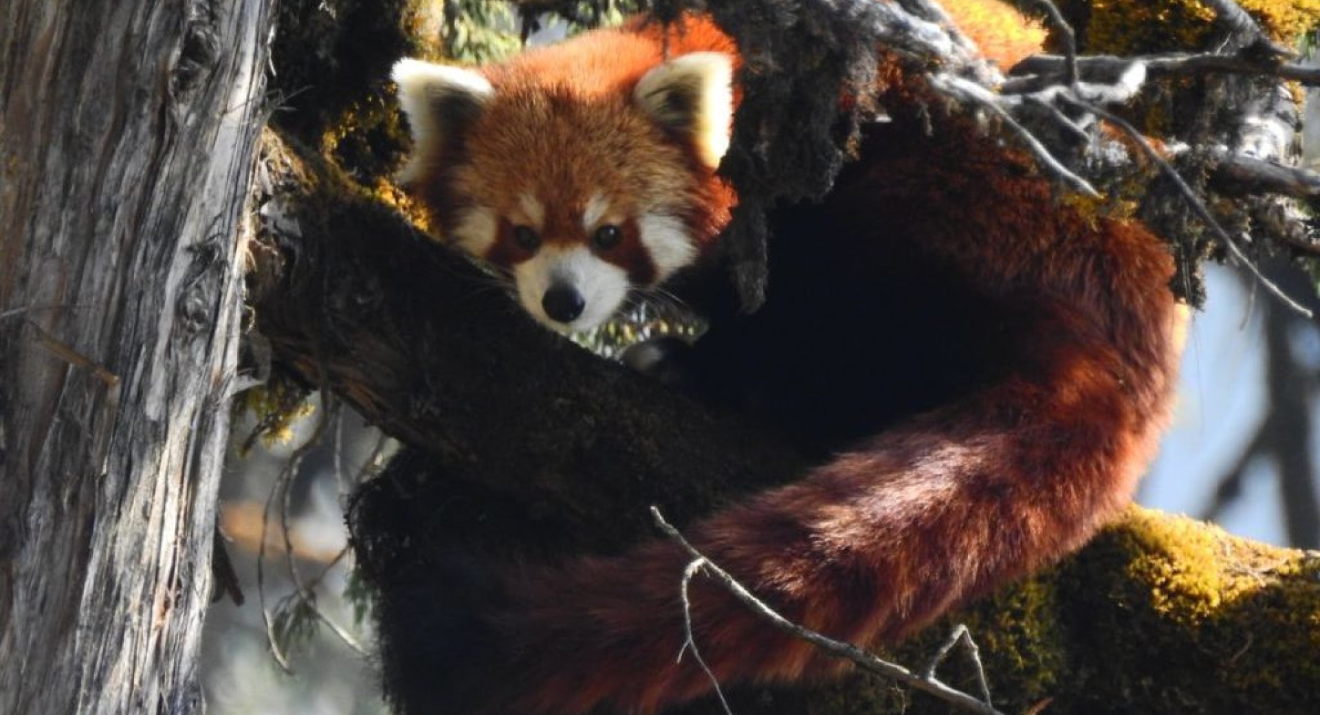 Thanks To You, We're Helping Red Pandas and Communities Thrive