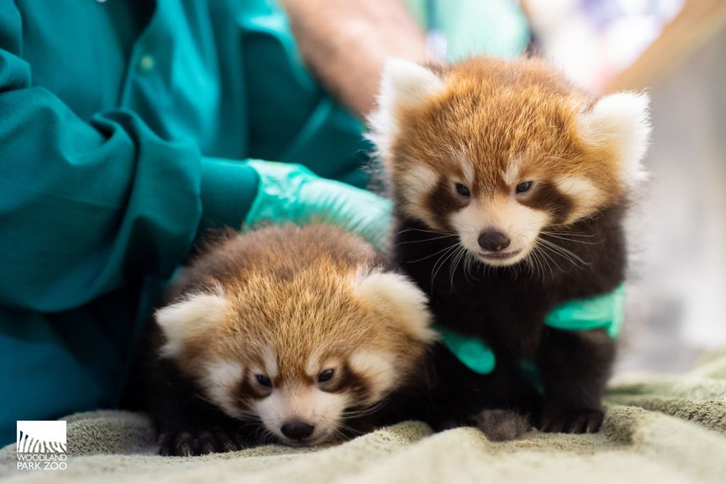 Red panda cubs Zeya and Ila