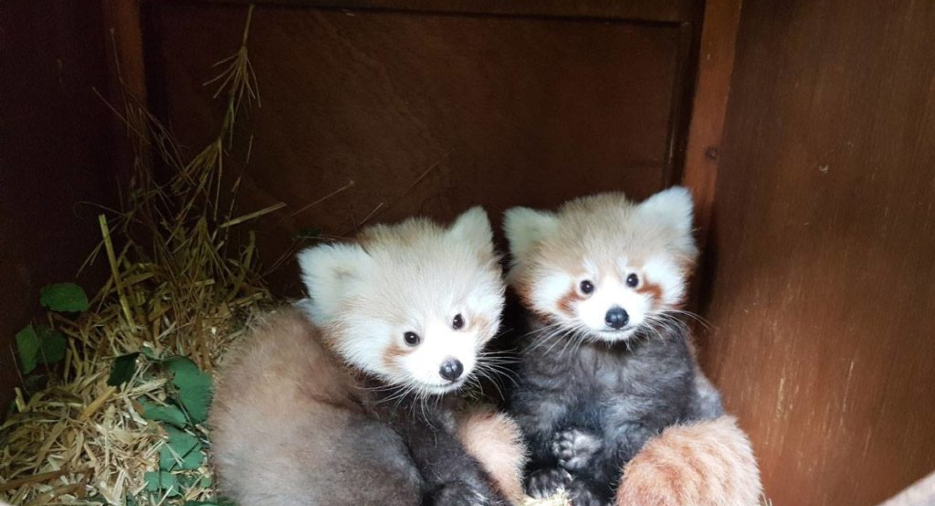 Raising Red Pandas: It Takes a Village—and a Plan