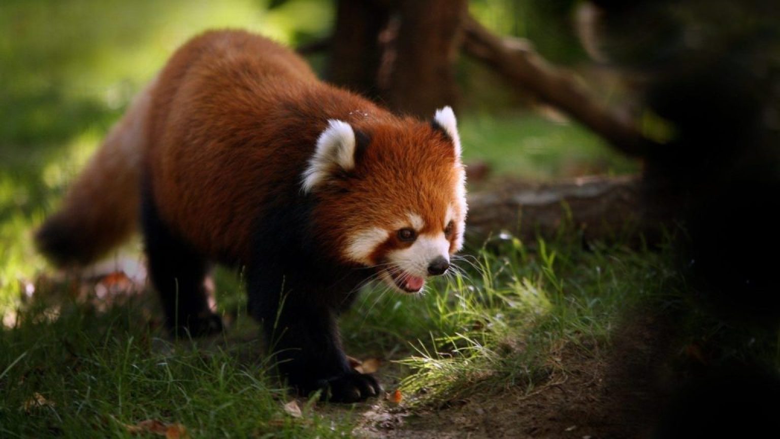 Red Panda on ground