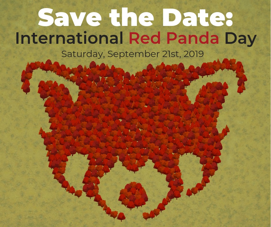 International Red Panda Day 2019