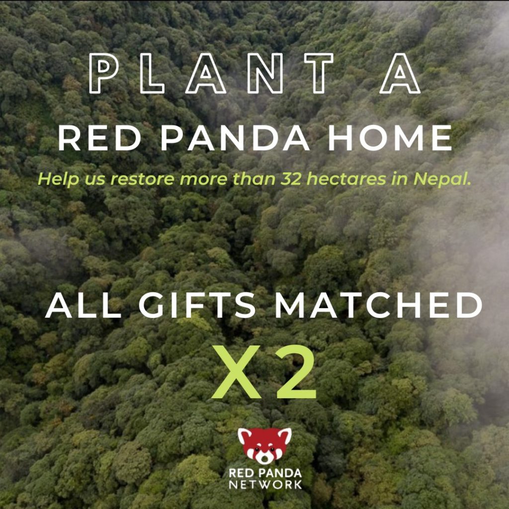 Plant a red panda home poster