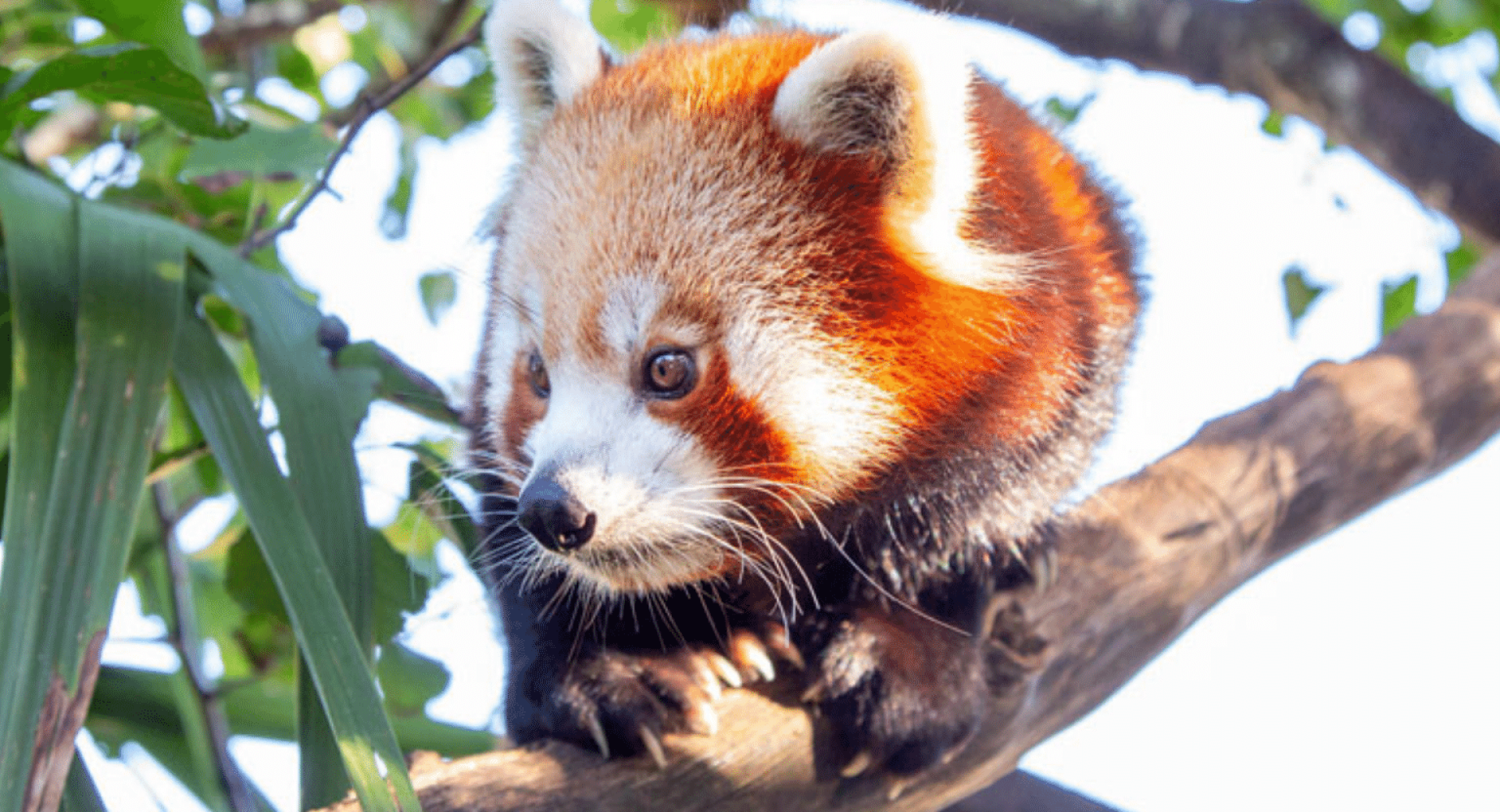 Auckland Zoo: Pioneers of Red Panda Protection