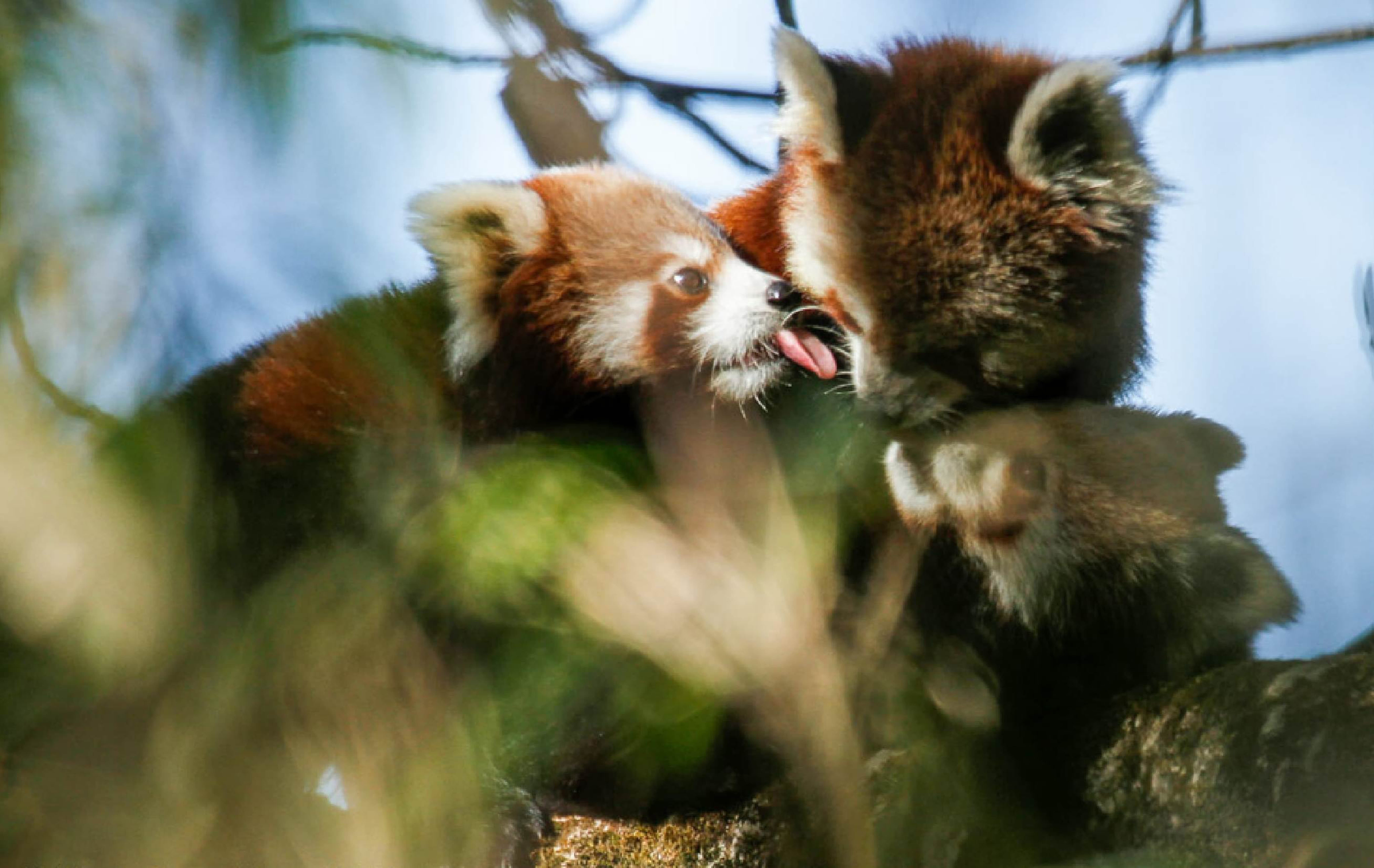 Red panda and cubs Axel Gebauer