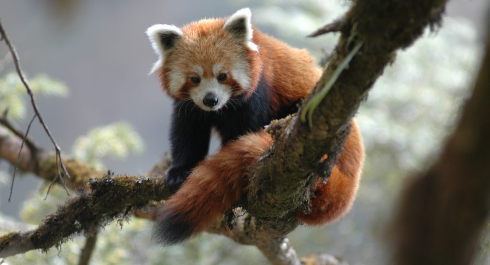 Visit Red Pandas — Make A Difference For The Planet