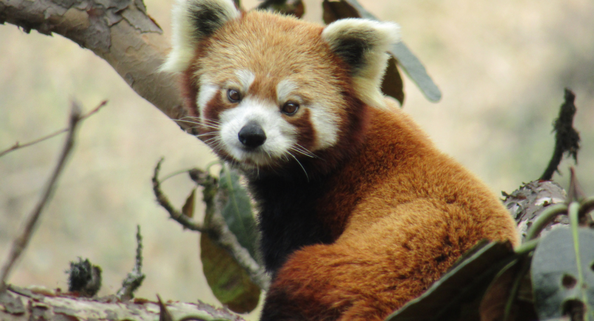 Planting Trees to Save Red Pandas