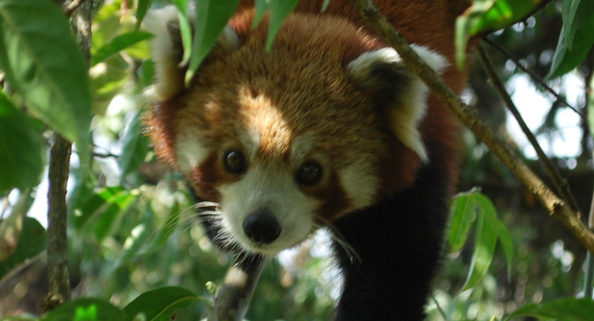 These 5 celebrities love red pandas!