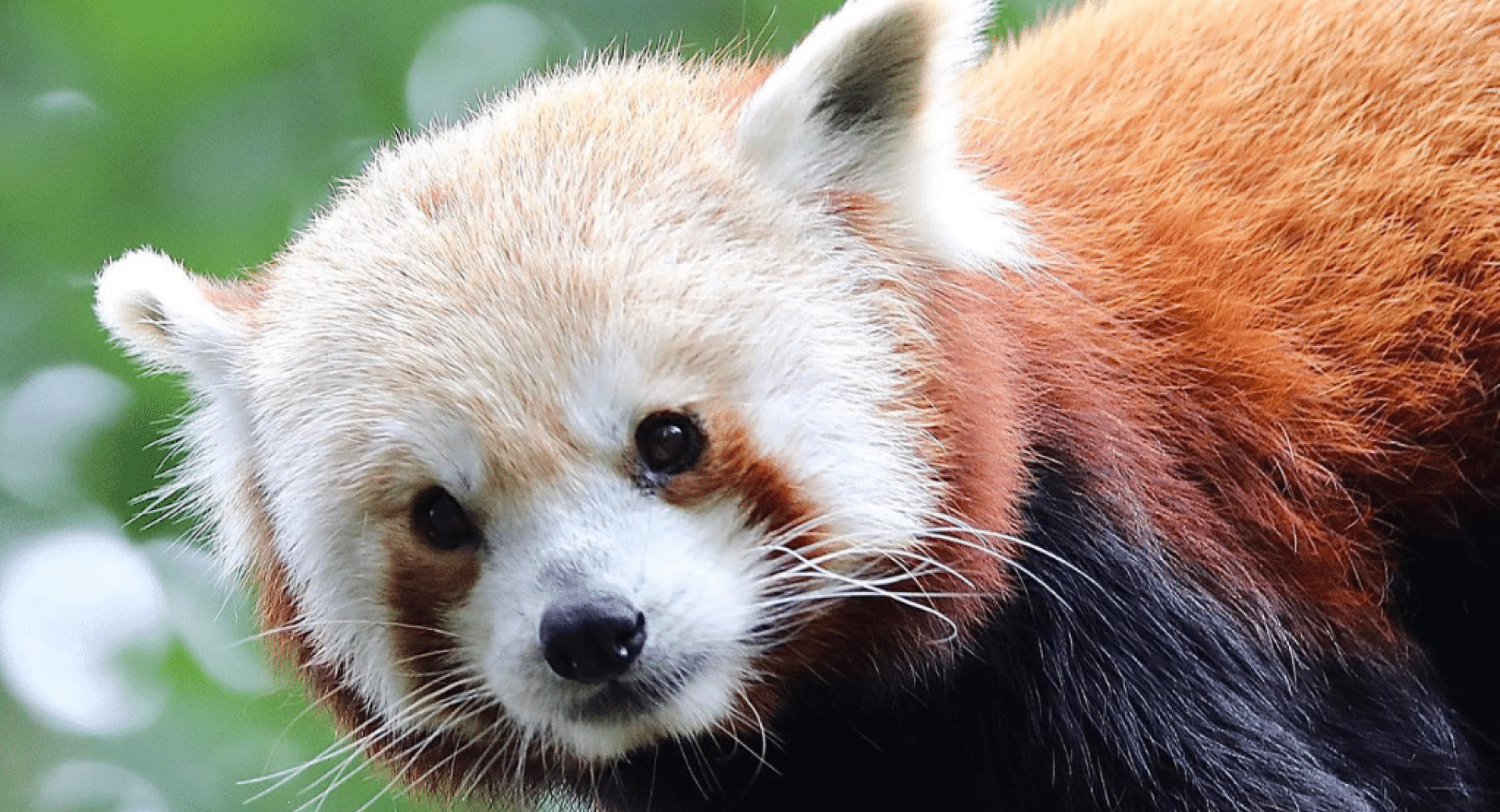 The Role of Zoos in Red Panda Conservation