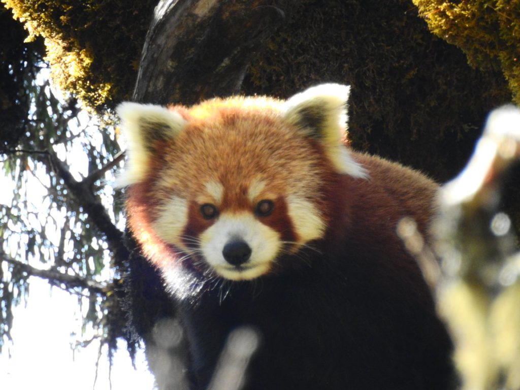 Red panda in central Nepal