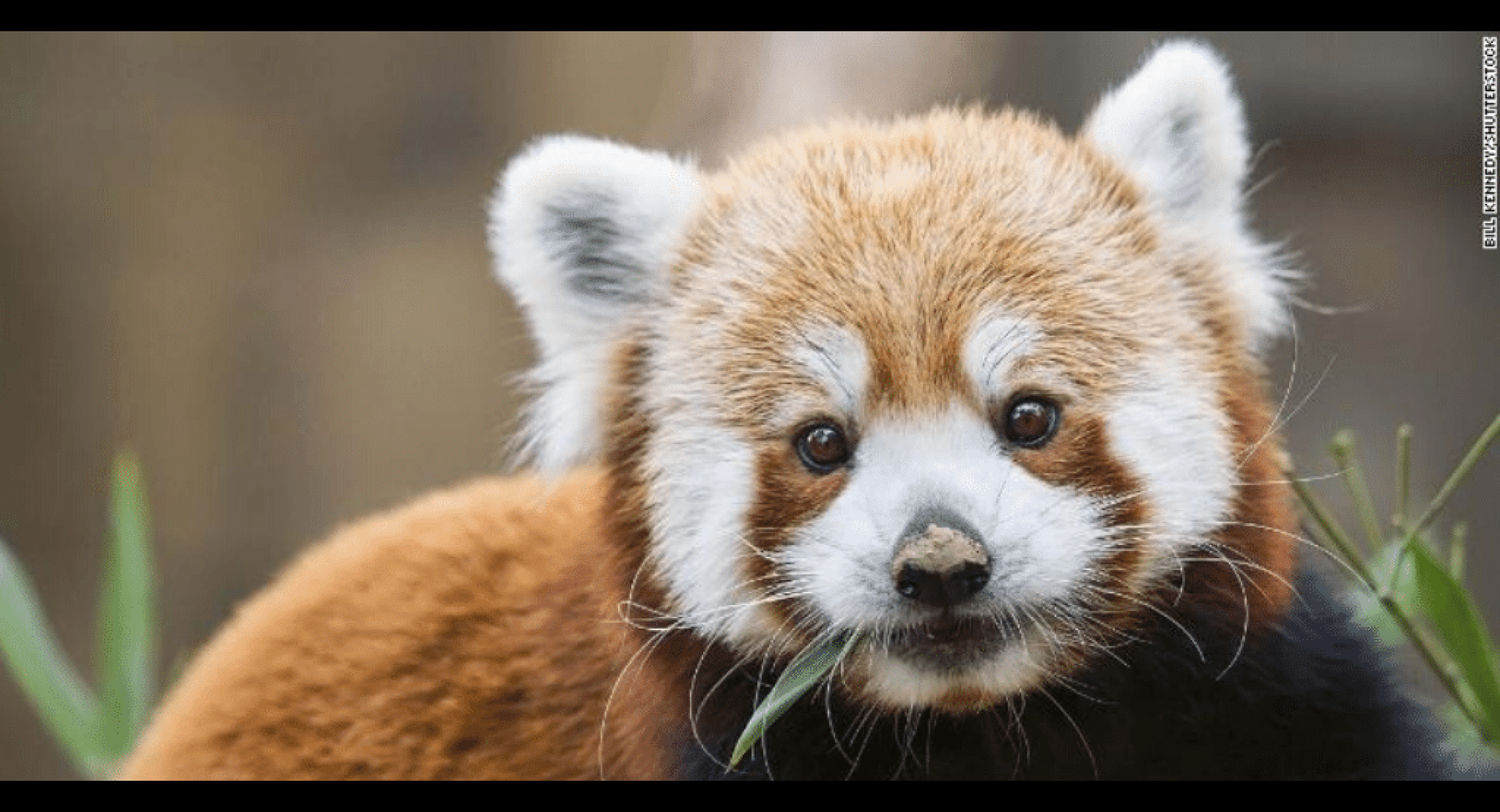 RPN Urges China to Upgrade Red Panda Conservation Status