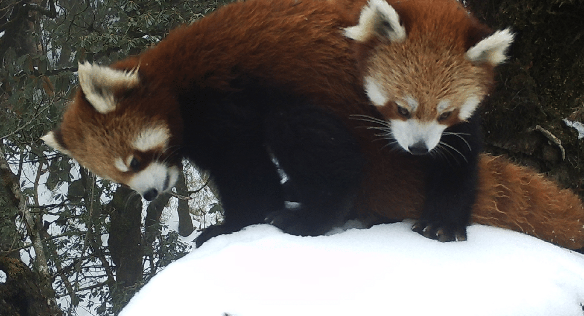 Findings from the First-Ever Red Panda Collar Study
