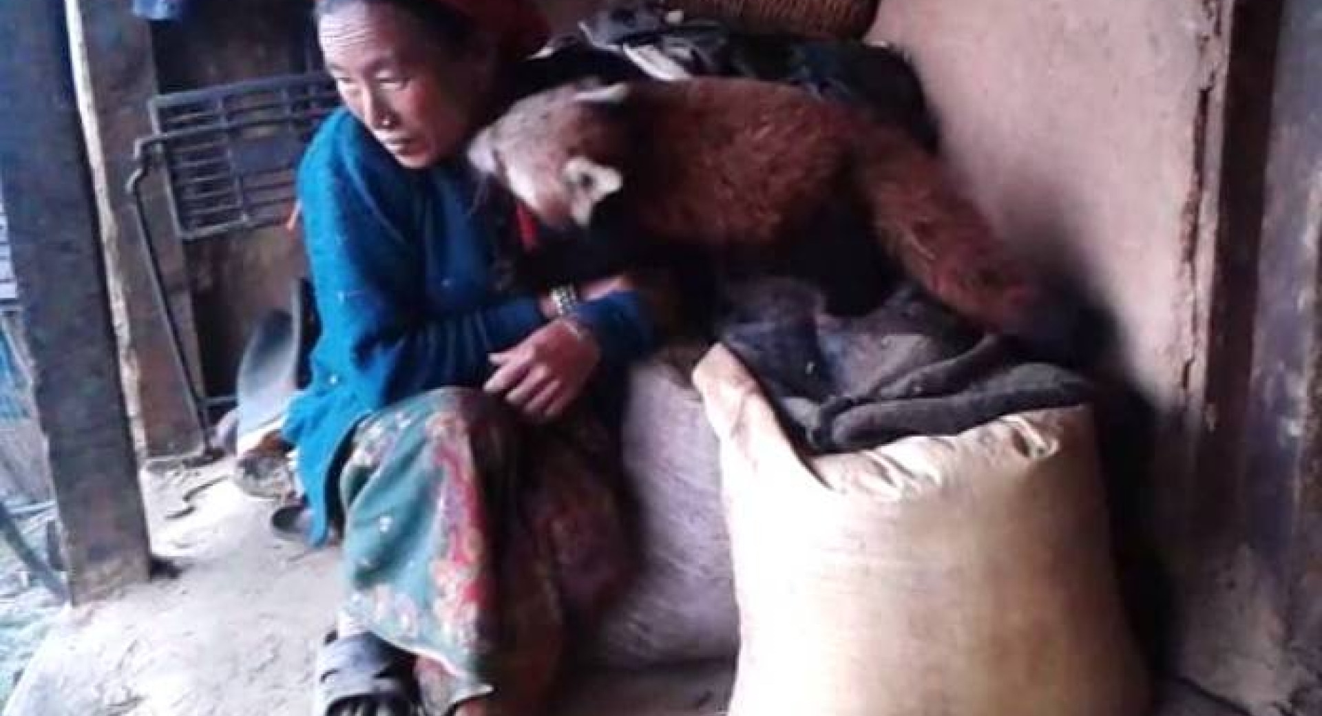 Red Panda Cubs Raised in Rolpa District