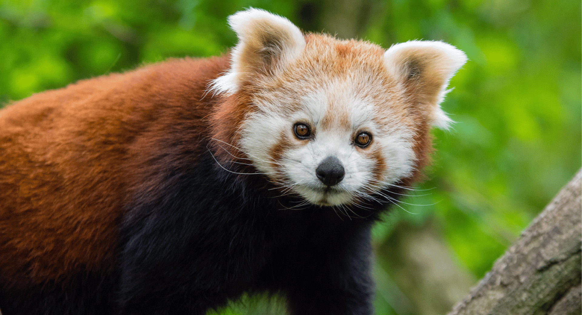 We Challenge You to Save Red Pandas