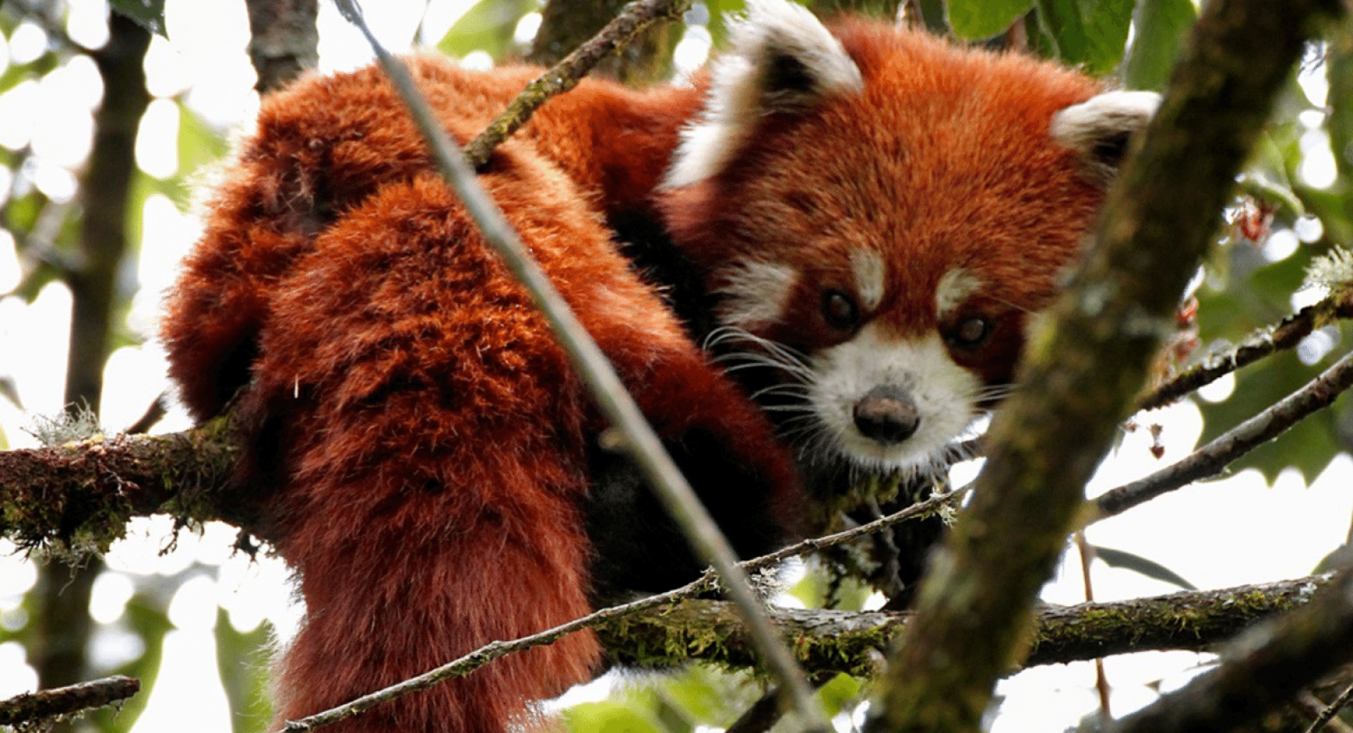 Red Panda Network Eco Trip Report From Mike Owyang
