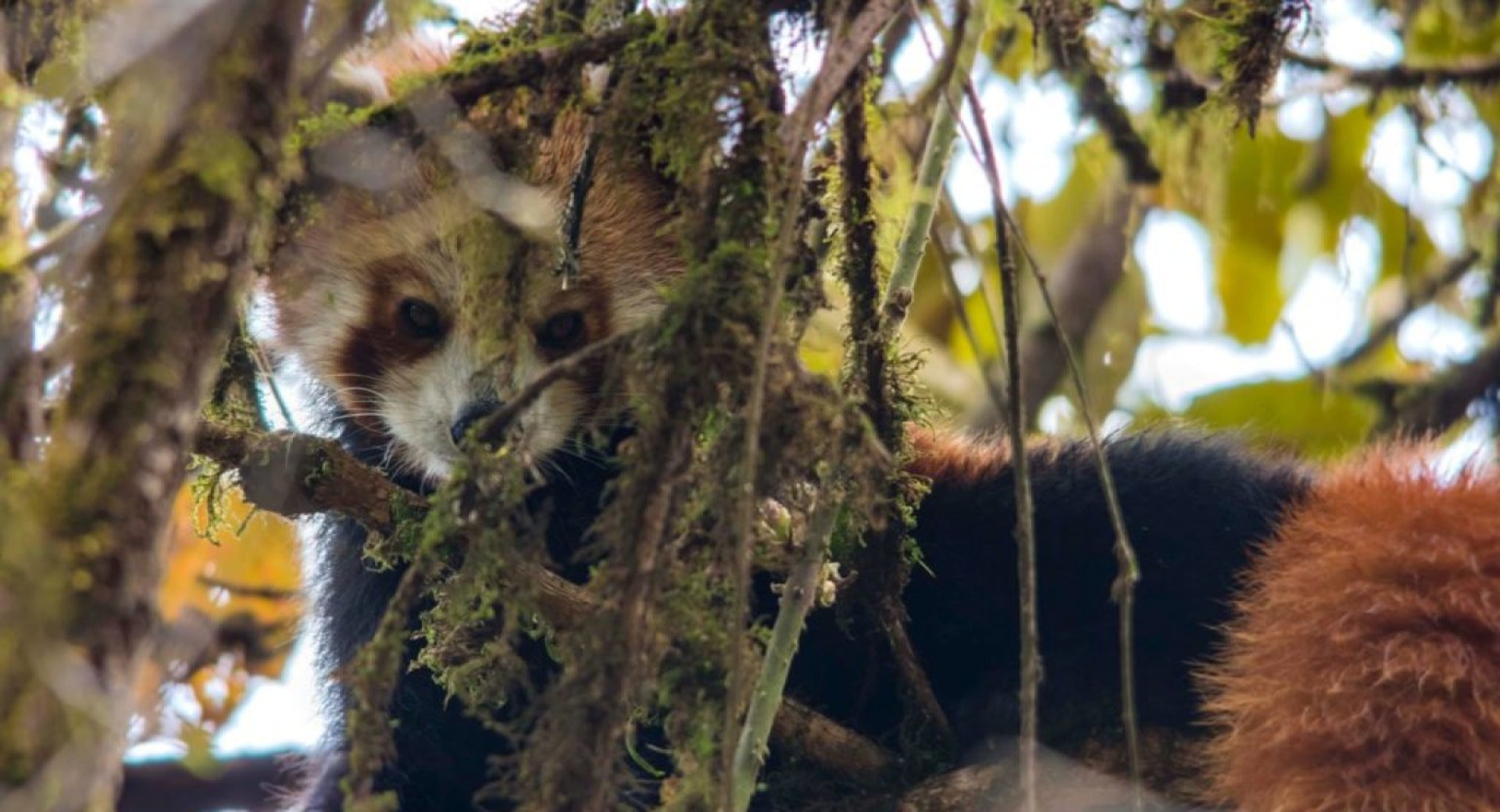 A Photo Within A Photo Within A Photo: The Cosmic Side of Red Panda Conservation