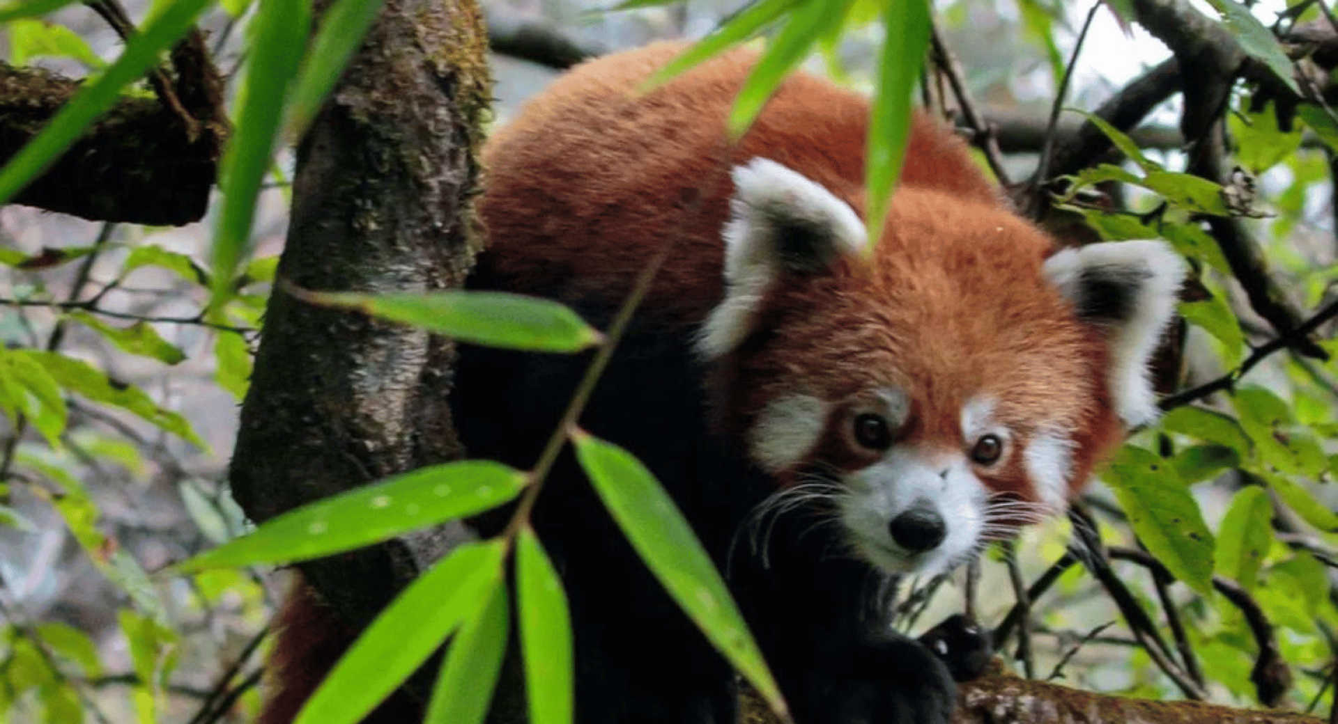 A Corridor for Red Panda Conservation
