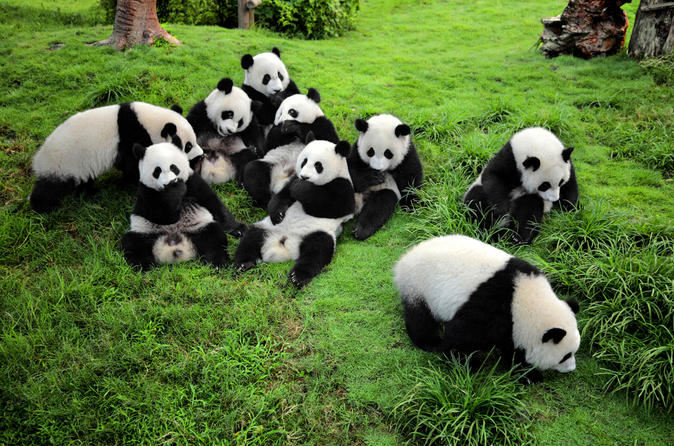 Giant-Panda-Breeding-Research-Base-in-Chengdu-China-1.jpg