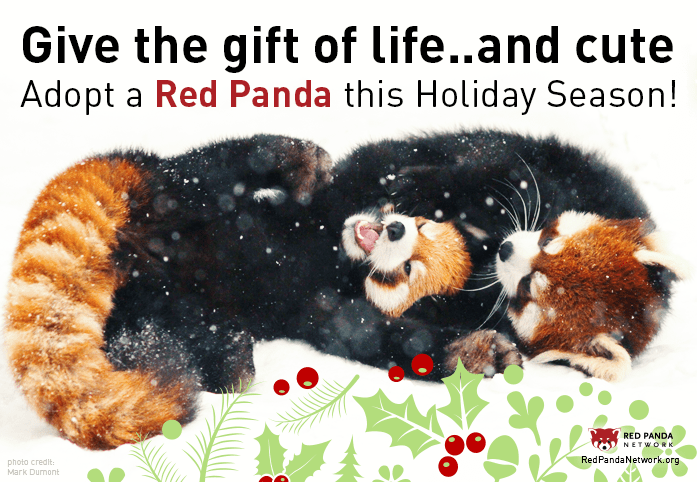 Red panda holiday poster