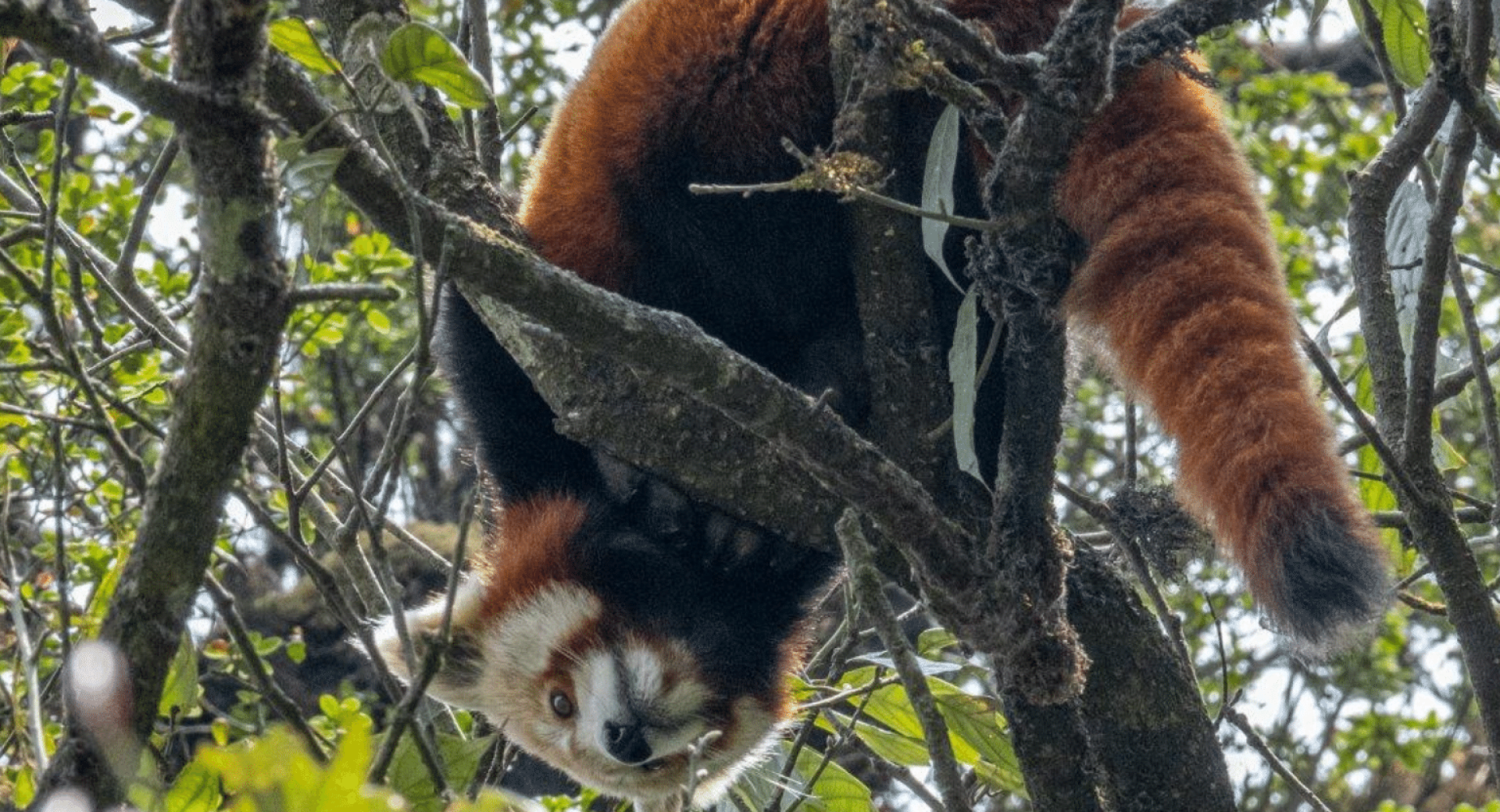 Guardians of the Red Panda: Restoring Jaubari