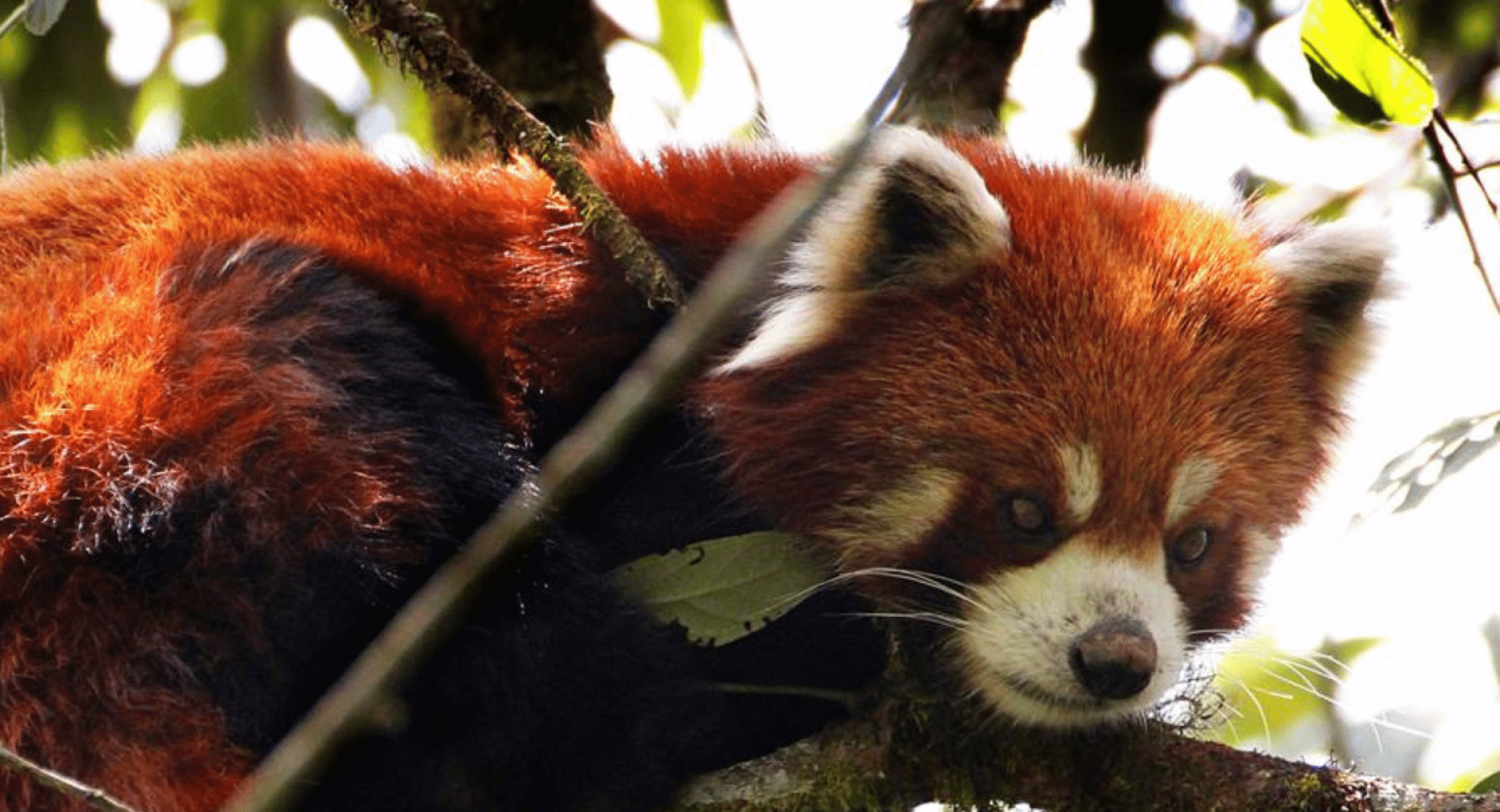 Press Release: A Center for Red Panda Conservation and Sustainable Living Opens on Earth Day